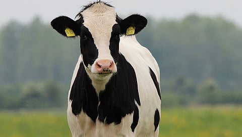  age and weight of heifer while calving  
