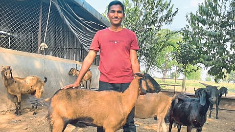 Goat Farming