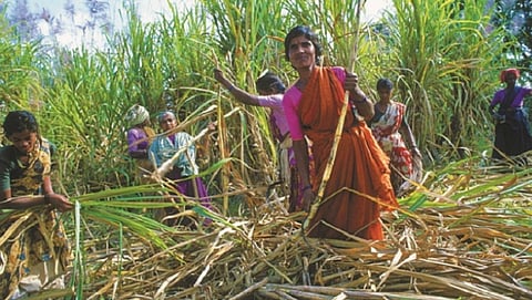 Sugarcane Labor