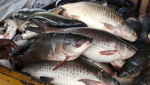 different breeds of fish from india 