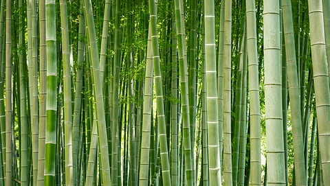 Bamboo