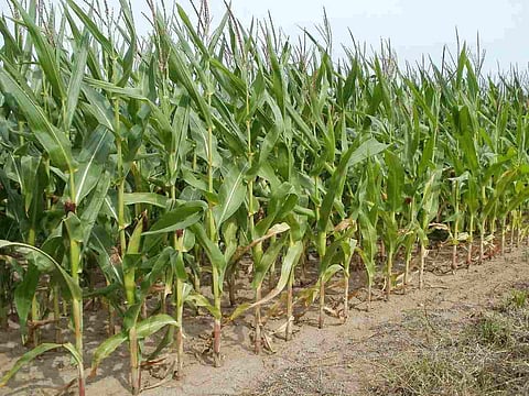 Summer crops