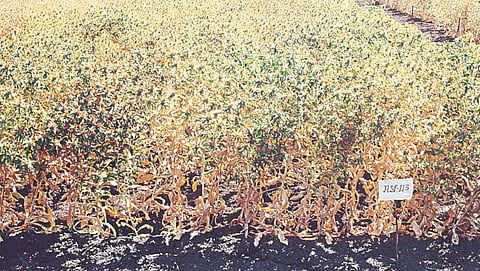 safflower crop