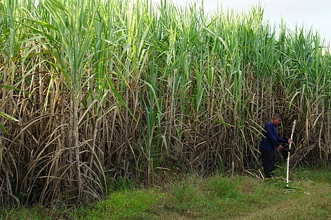 Sugarcane