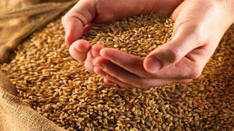 Wheat Production