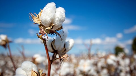 Cotton Rate 
