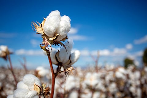 Cotton Rate 