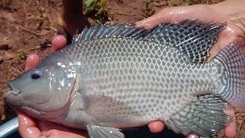  fish farming