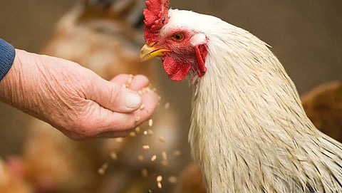 Use of medicinal plant in poultry feed