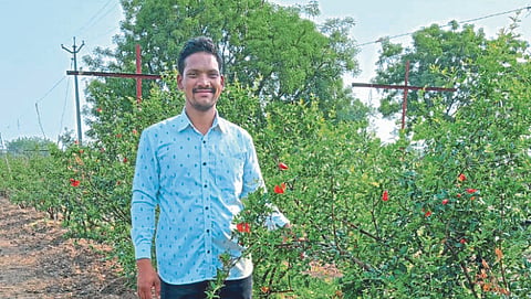Pomegranate Crop Planning