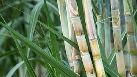 Excess Sugarcane 