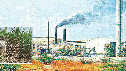 Sugarcane  FRP