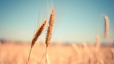food grain prices