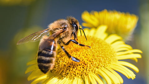 Honey Bee