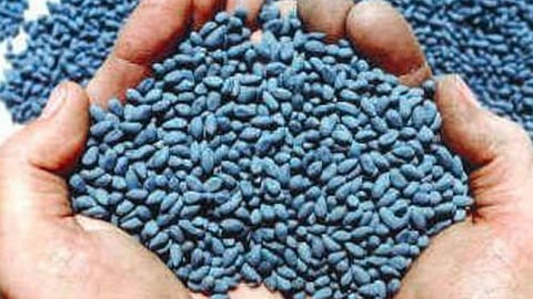 Cotton Seed 