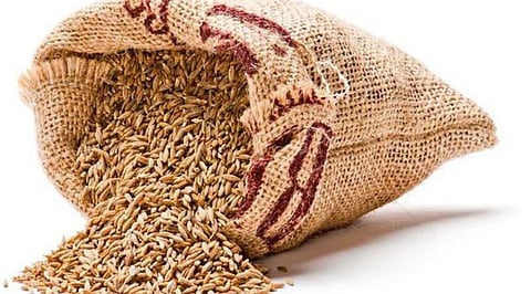 Indian Cumin