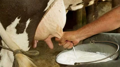 Dairy Industry 