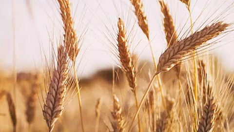 Wheat Production