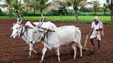 Crop Insurance