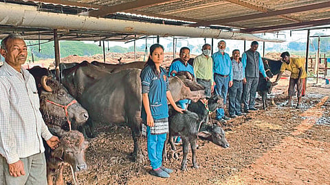Artificial Insemination 
