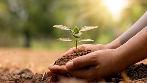 Tree Plantation
