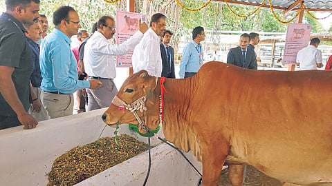 Dairy