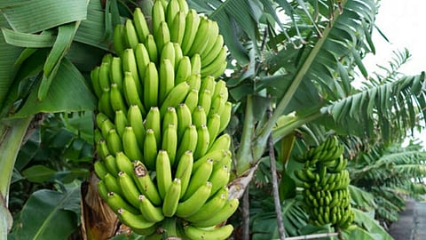 Banana