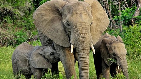 Elephant 
