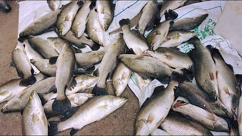 Jitada Fish 