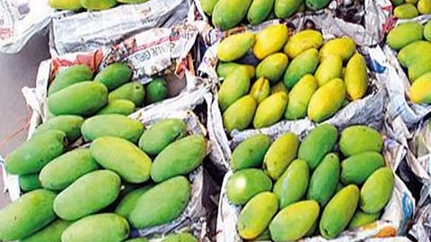 Dasheri Mango