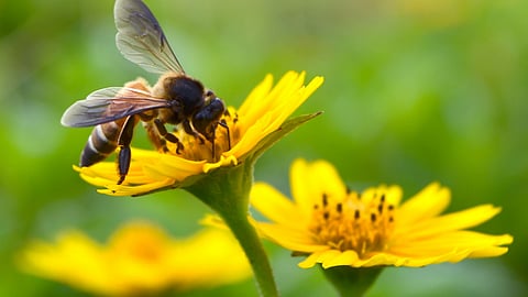 Honey Bee