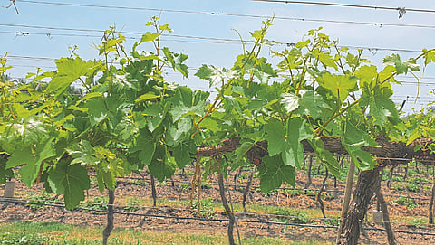 Grape Farming