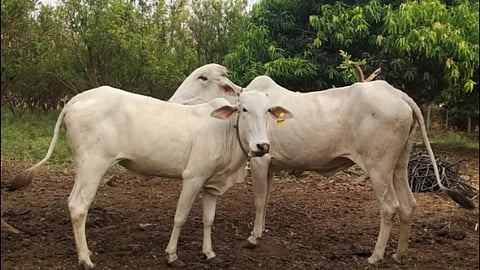 Indigenous Cow