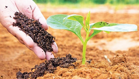 Organic Farming