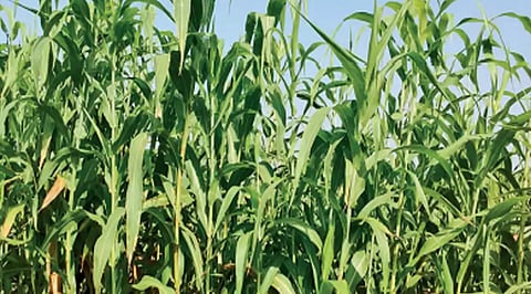 Fodder Cultivation 