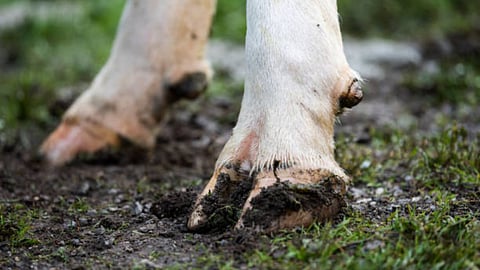 Hoof Management Of Animals