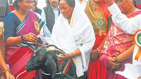 Goat Farming