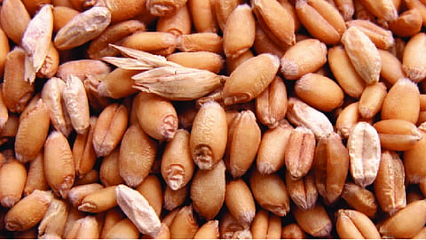 Shrivelled wheat