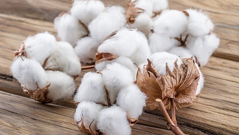 Cotton Sowing 