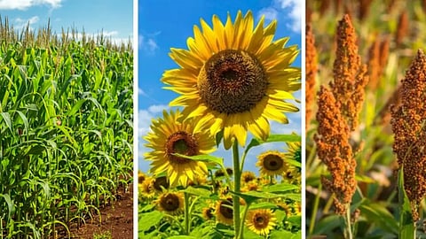 Summer Crops