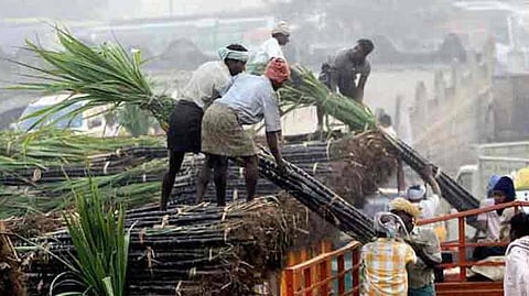 Sugarcane