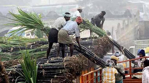 Sugarcane