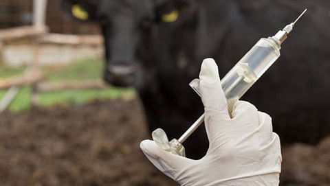 Vaccination Of Animals