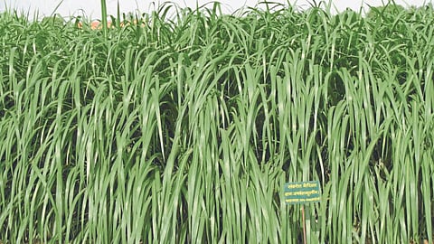 Hybrid Napier Fodder