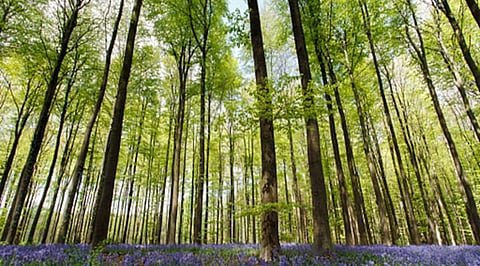 Environmental Loss