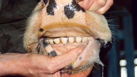 Age identification of cow from teeth method 