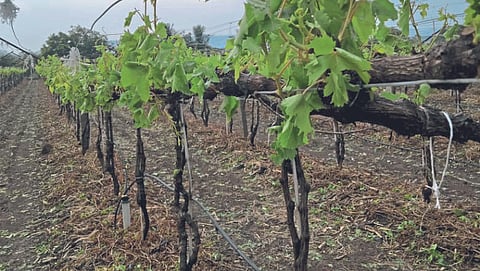 Grape Farming