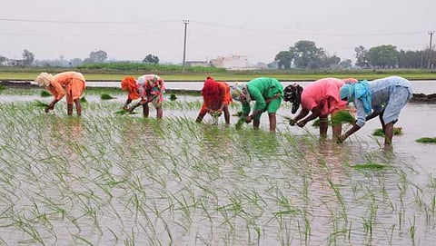 Rice Transplantation