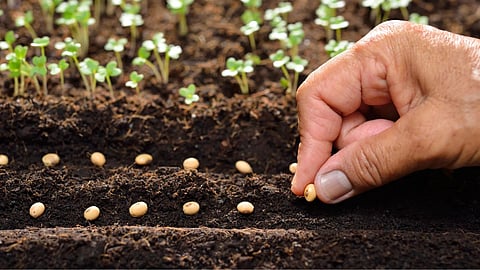Seed 