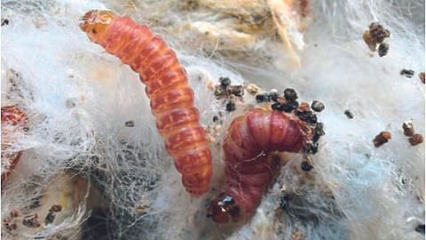 Pink Boll Worm : गुलाबी बोंडअळी नियंत्रणासाठी `मेटिंग डिर्स्टबन्स’ तंत्र